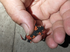 Melanophryniscus stelzneri