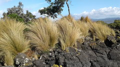 Austrostipa stipoides