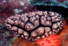 Phyllidiopsis