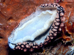 Phyllidiopsis