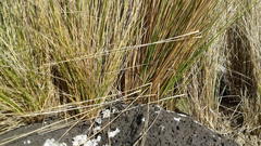 Austrostipa stipoides
