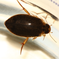 Rhantus binotatus