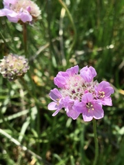 Armeria maritima maritima
