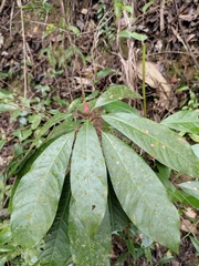 Lindera megaphylla