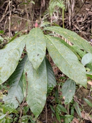 Lindera megaphylla