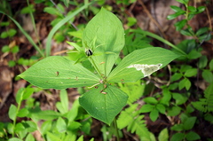 Parallelomma paridis