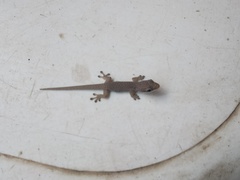 Phelsuma modesta