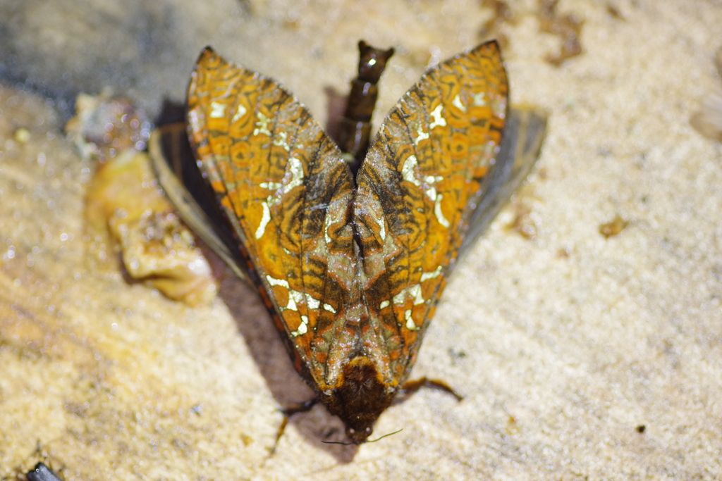 Phassus aurigenus
