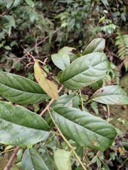 Itea chinensis