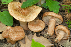 Lactarius fraxineus