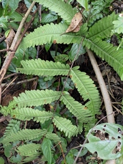 Pteris fauriei