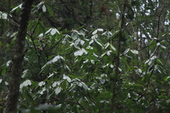 Lindera megaphylla