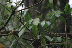 Lindera megaphylla