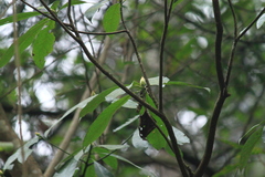 Lindera megaphylla