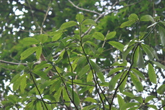Lindera megaphylla