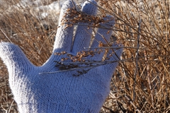 Juncus effusus solutus