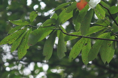 Lindera megaphylla