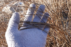 Juncus effusus solutus