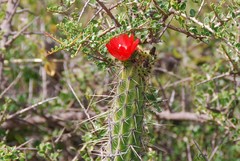 Corryocactus erectus