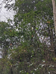 Lindera megaphylla