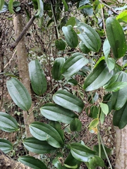 Smilax lanceifolia opaca