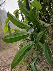 Smilax lanceifolia opaca