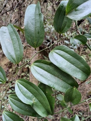 Smilax lanceifolia opaca