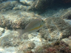 Lethrinus obsoletus