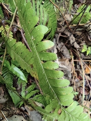 Pteris fauriei