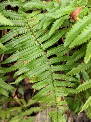 Dryopteris decipiens