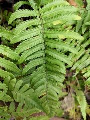 Dryopteris decipiens
