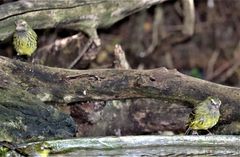 Crithagra scotops scotops