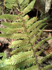 Dryopteris decipiens
