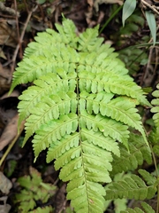 Dryopteris sparsa