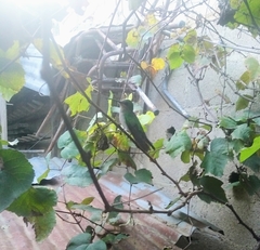 Trochilidae