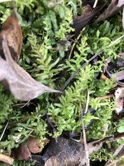 Plagiomnium undulatum