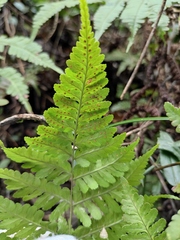 Dryopteris sparsa
