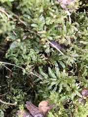 Plagiomnium undulatum