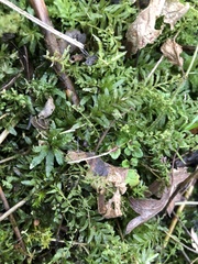 Plagiomnium undulatum