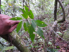 Ficus apollinaris