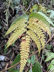 Arachniodes rhomboidea