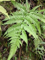 Dryopteris varia