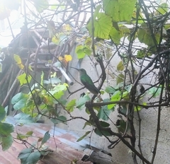 Trochilidae