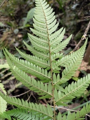 Dryopteris varia