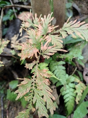 Selaginella moellendorffii
