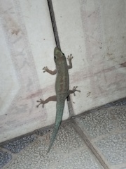 Phelsuma modesta