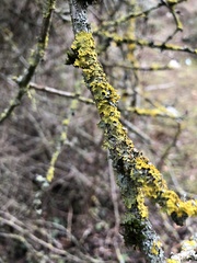 Xanthoria parietina