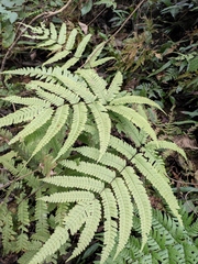 Pteris fauriei