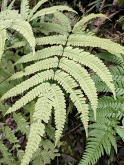 Pteris fauriei