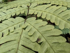 Pteris fauriei